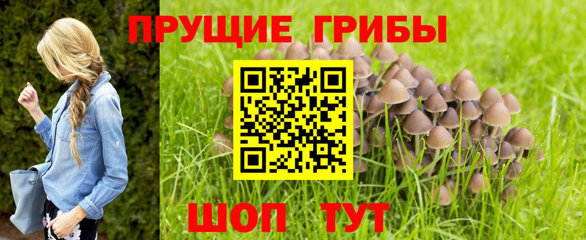 Лесозаводск  Галлюциногенные грибы GOLDEN TEACHER  наркошоп  Псилоцибиновые грибы GOLDEN TEACHER  Вход с VPN 